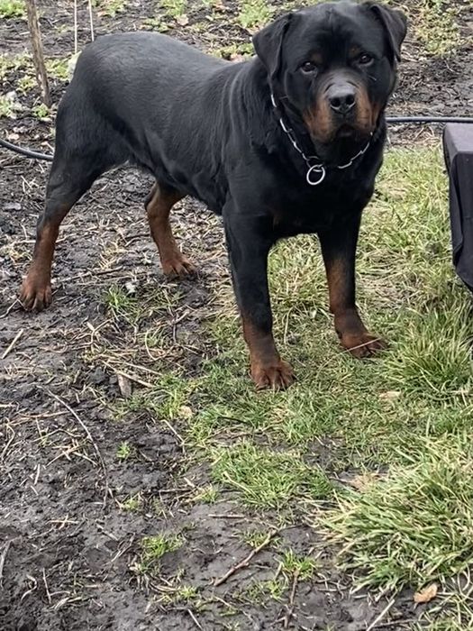 Вʼязка Ротвейлер.