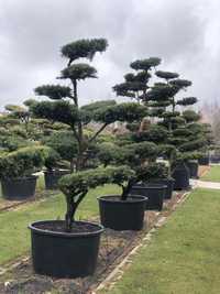 Bonsai Taxus Cis duże drzewa wiele gatunków BONSAI PARK