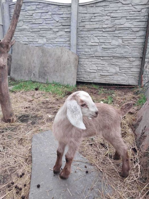 Англо-нубійська козочка, молода коза
