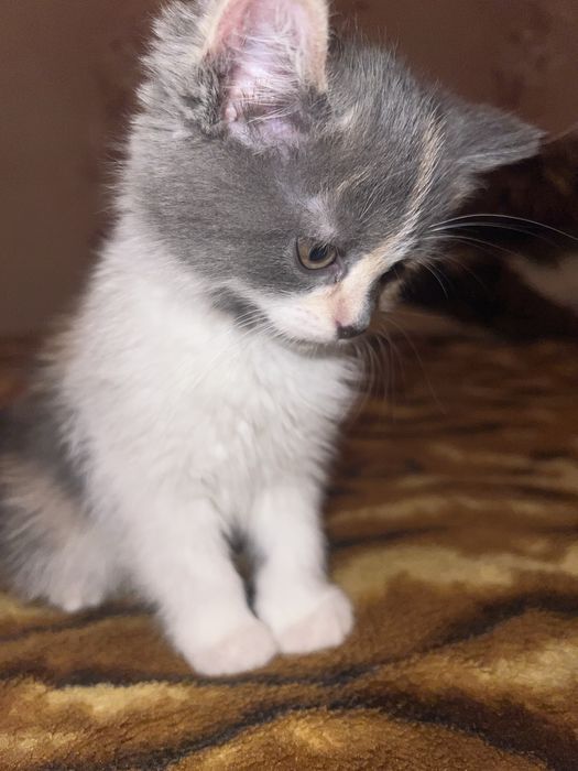 Отдам котят, только в хорошие ручки, харков, безплатно