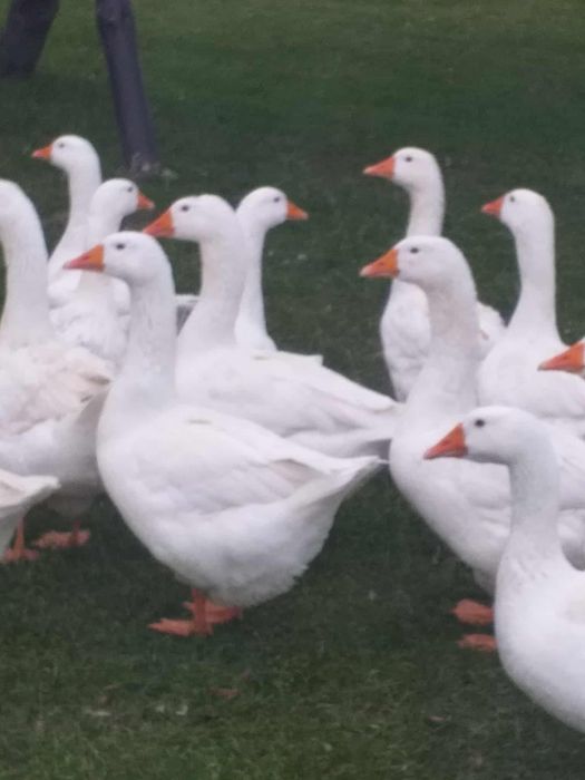 Sprzedam  gęsi wiejskie