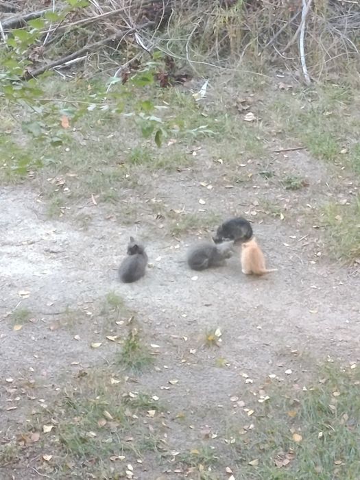 кошенята безкоштовно