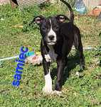Amstaff samiec 11 tygodni. American Staffordshire Terrier
