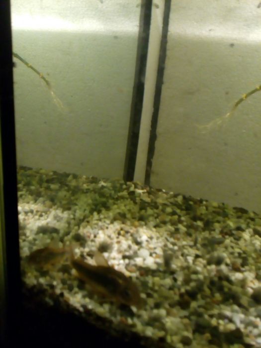 Kirysek spiżowy ( domowa hodowla ryb akwariowych).