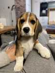 Beagle chłopiec ZKwP/FCI z domowej hodowli
