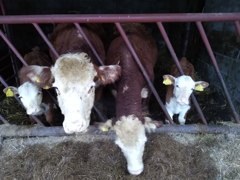 Sprzedam krowy z cielętami 100%Hereford