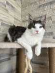 Kotka Maine Coon GOTOWA DO odbioru