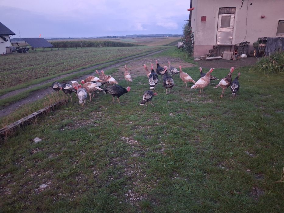 Indyki staropolski z 2025 roku indyki i indyczki