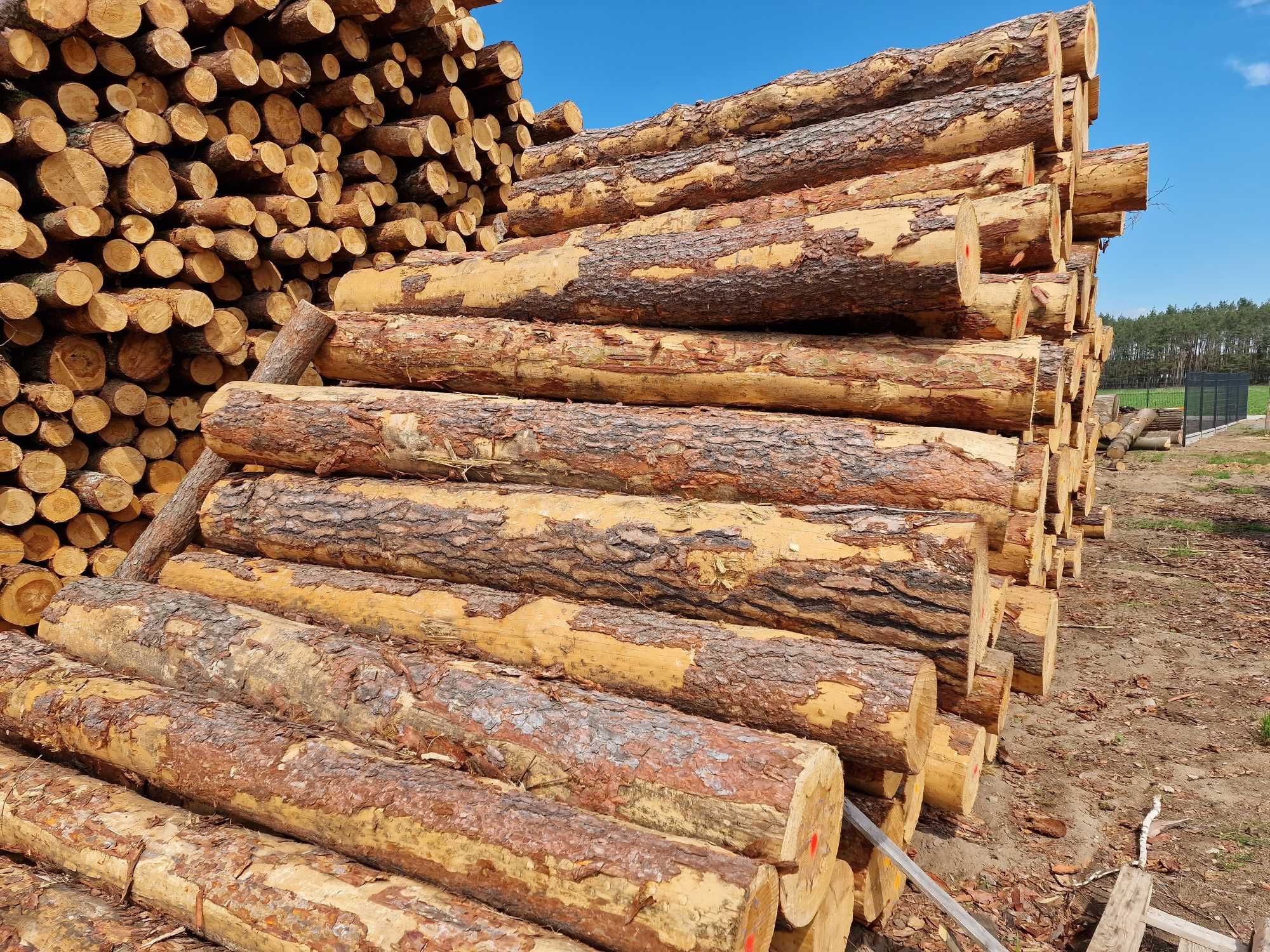 Drewno opalowe sosna w klodzie , w wałku dl. 2,5m S4, S2a, S2b