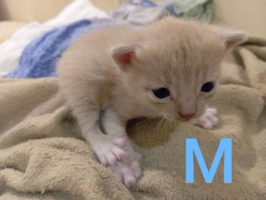 Поскот отдам котят