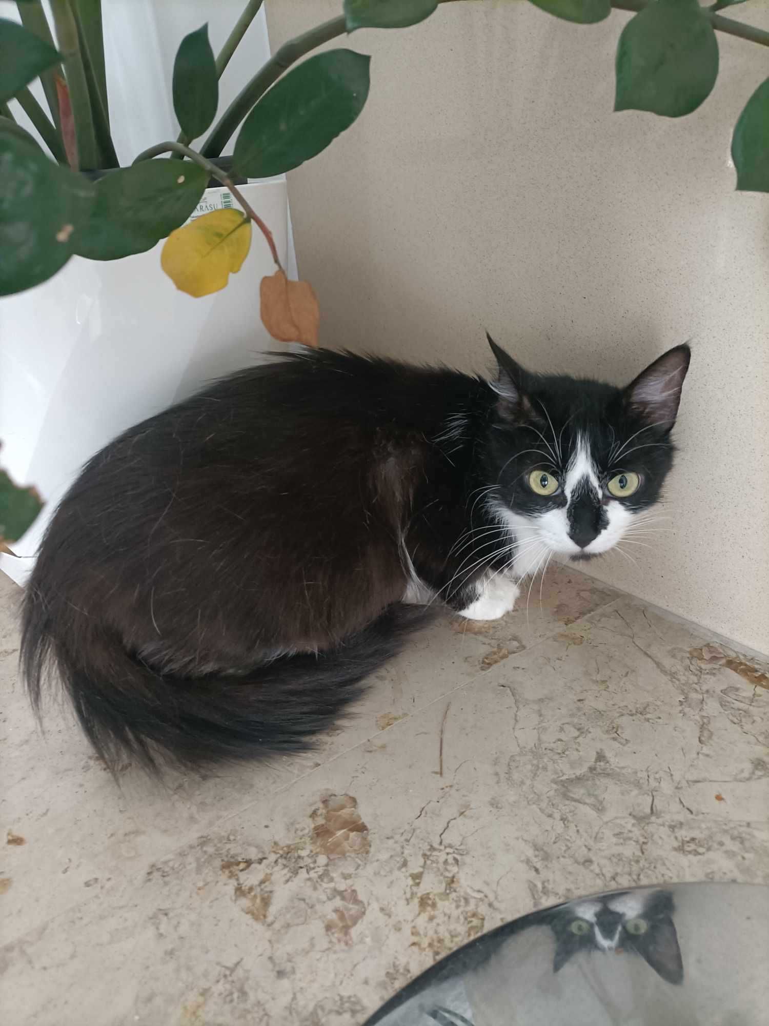 Setúbal / Margem Sul / Lisboa — MORGANA, gatinha para adoção