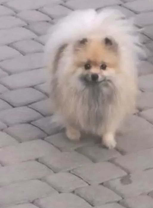 Sunia dorosla.Szpic miniaturowy Pomeranian