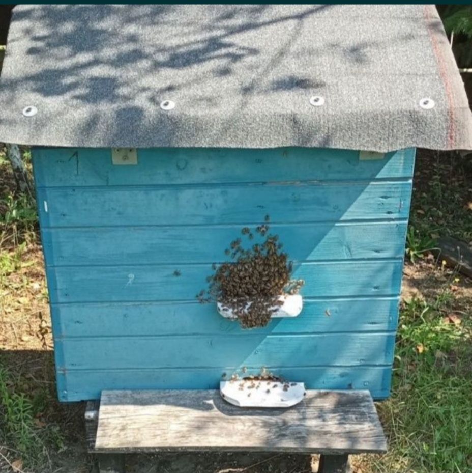 Ul z pszczołami ( kompletny)