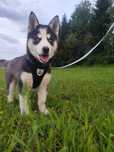 Szczeniak do adopcji za darmo