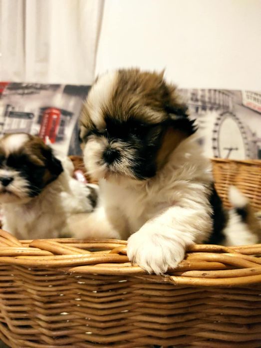 Shihtzu dziewczynka