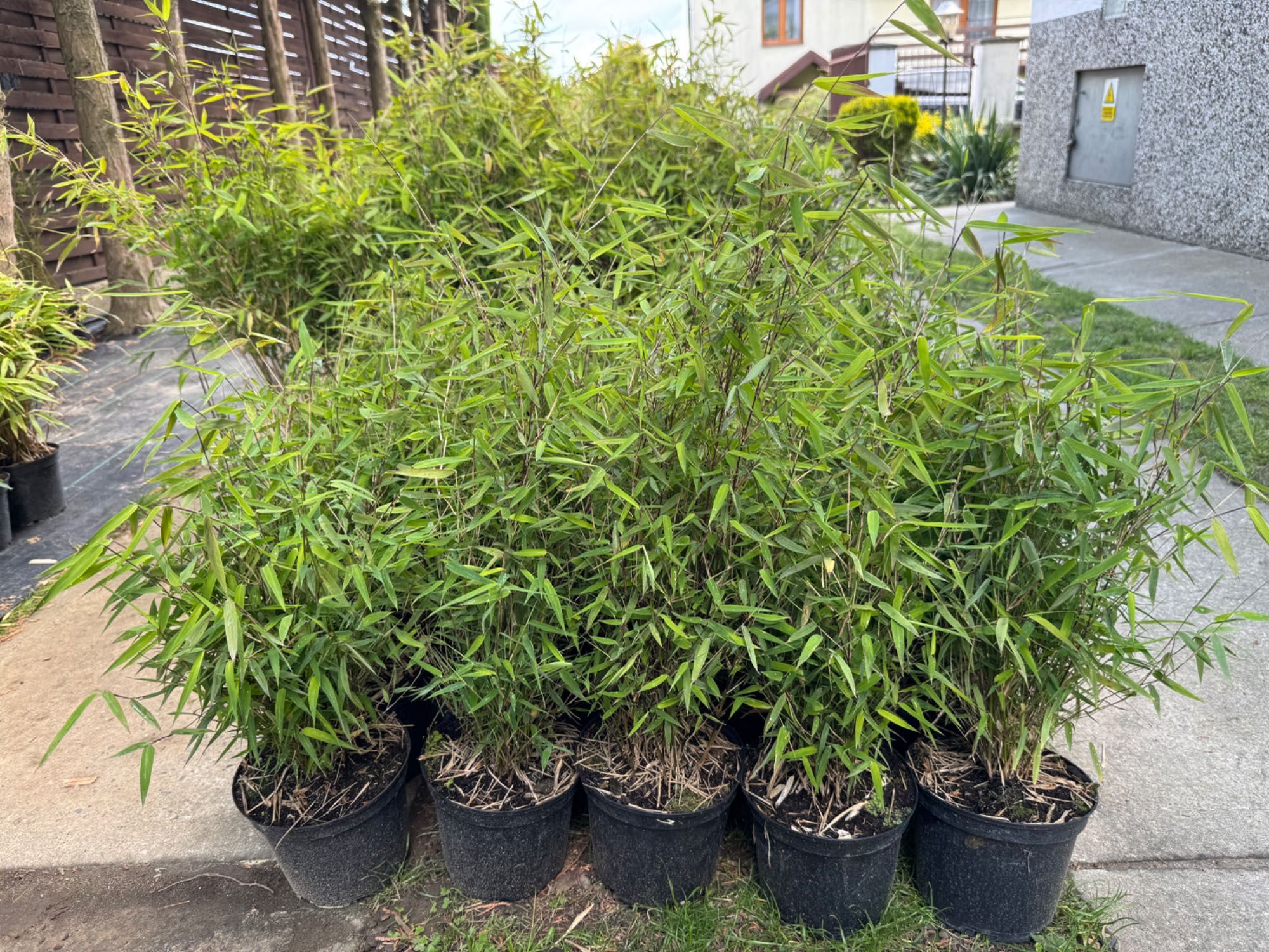 Bambusy Mrozoodporne, Fargesia, phyllostachys, zimozielone,żywopłot