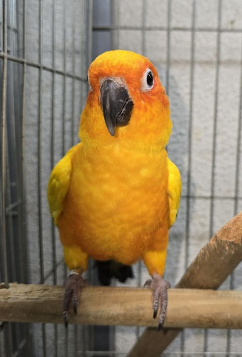 Aratiga sol muito bonita