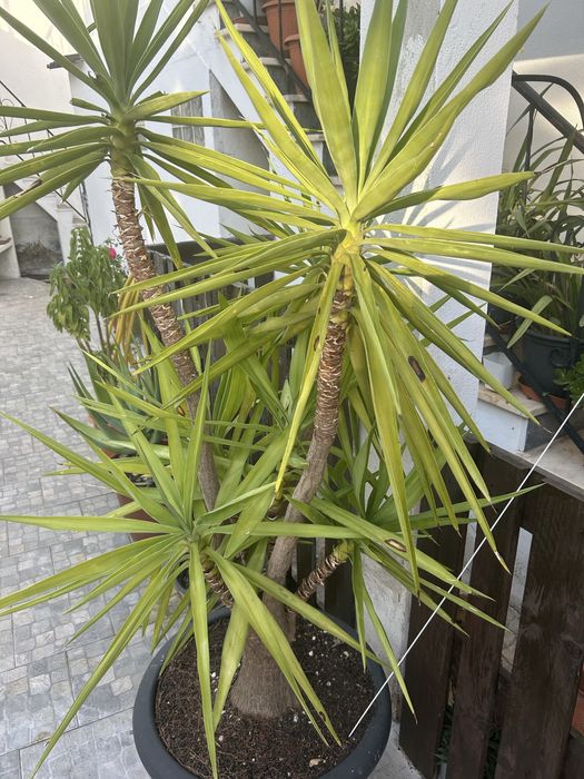 Planta exterior 1.80