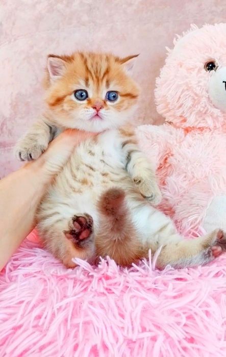 Чудо дівчинка красунечка Золота шиншила