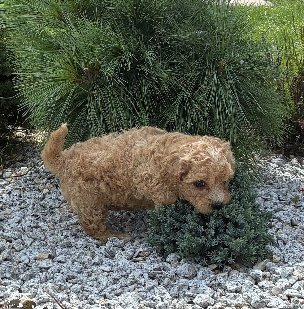 Maltipoo super piesek