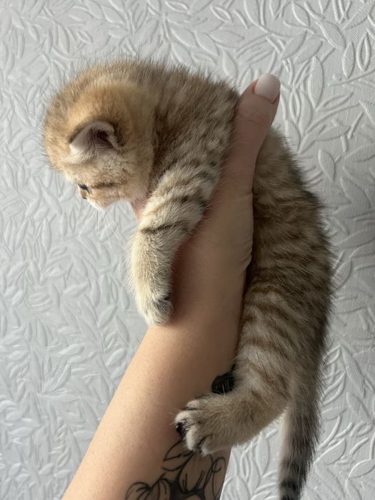 Кошенята сріблястої шиншили