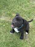 Staffordshire Bull Terrier suczka FCI