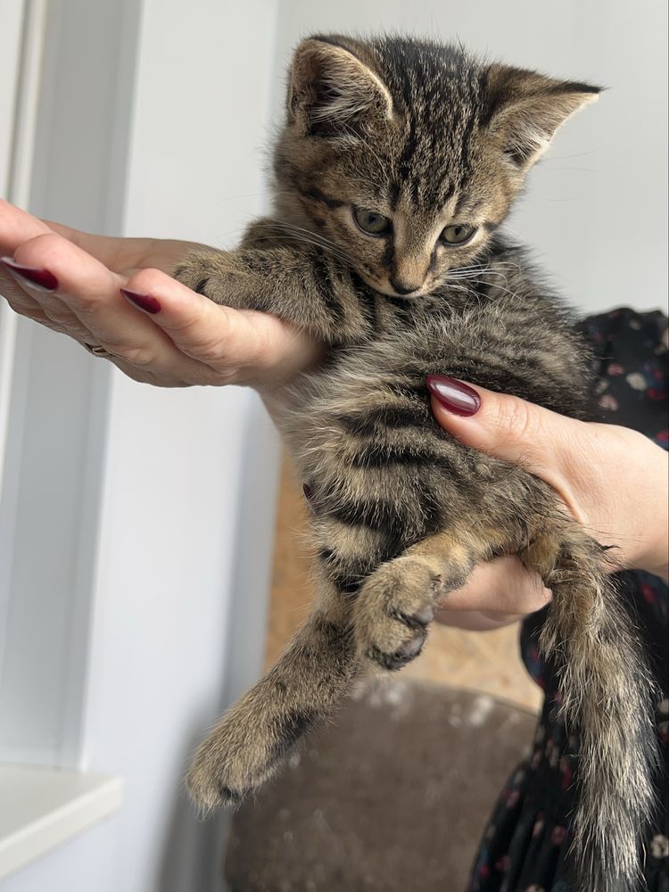 Віддаємо котиків в добрі руки