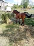 Cavalos garranos