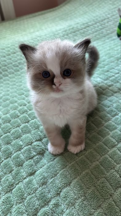 kocięta ragdoll SMK Jedynka/FPL/FIFe