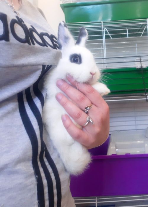 Карликовый мини кролик с новой клеткой+1кг корма в подарок