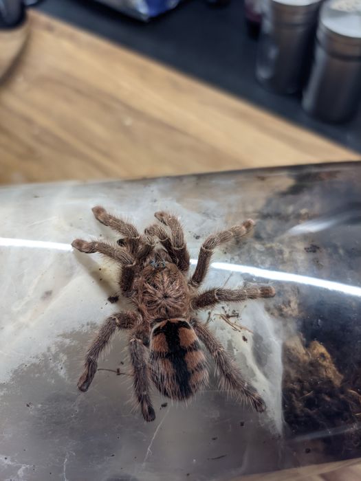 Avicularia minatrix L4