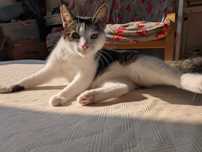 Borówka do adopcji!