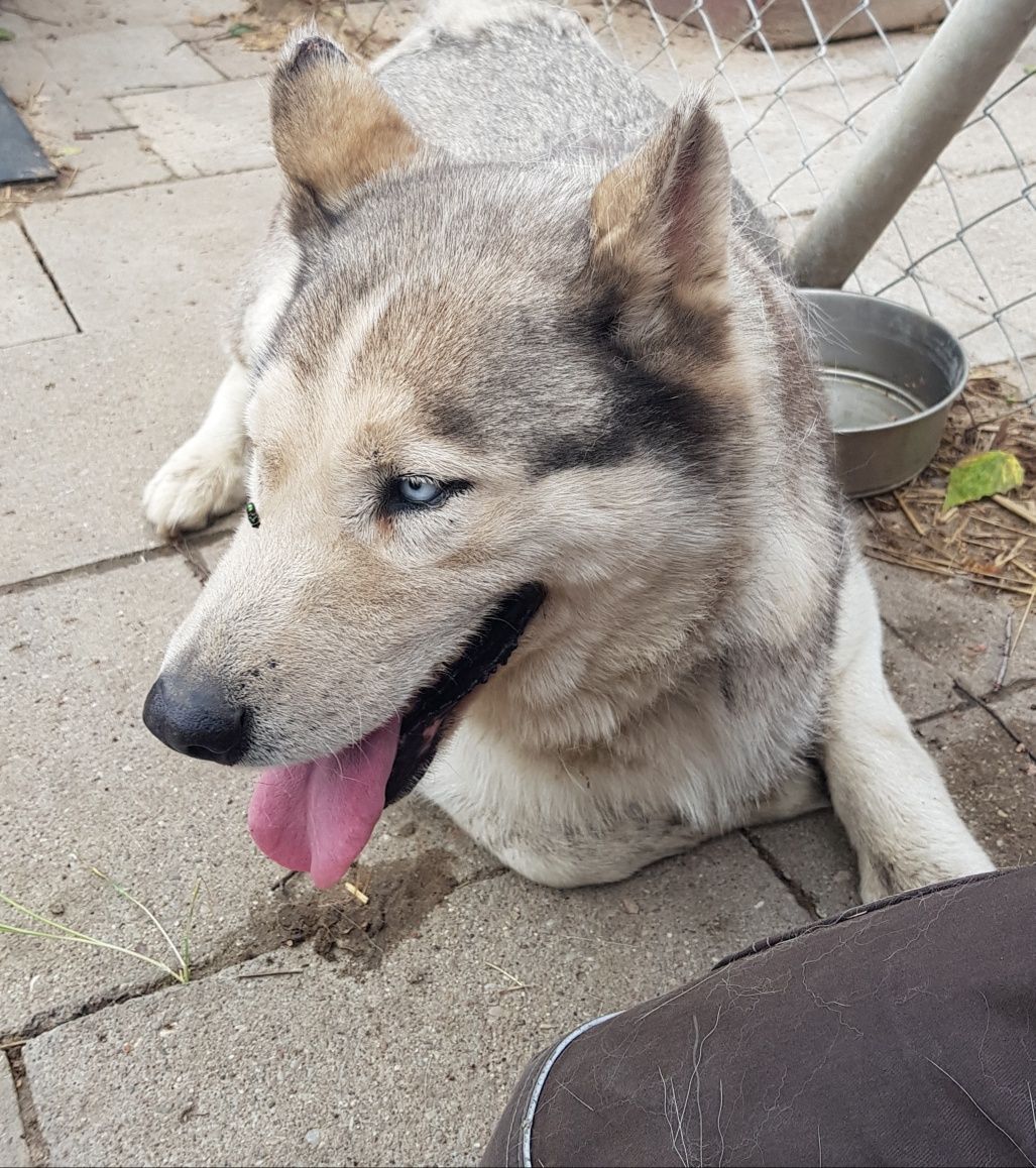 Suczka Husky znaleziono