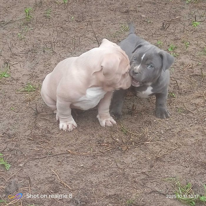 American Bully ABKC  lilak ,pocket gotowe do odbioru