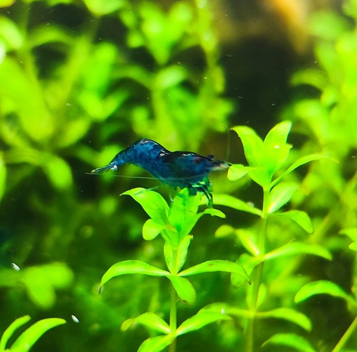 Krewetki Blue Velvet