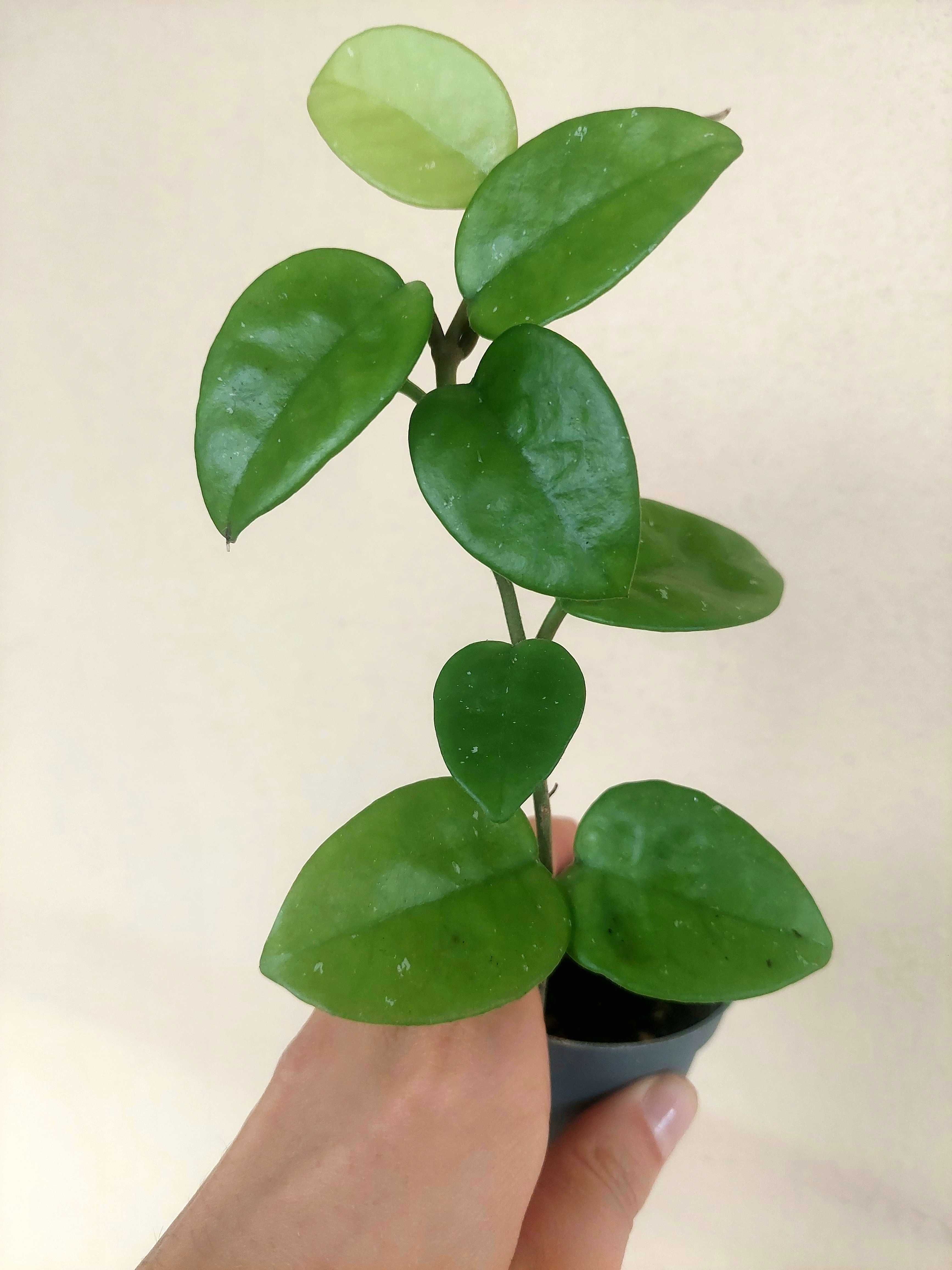 Planta Hoya Krinkle