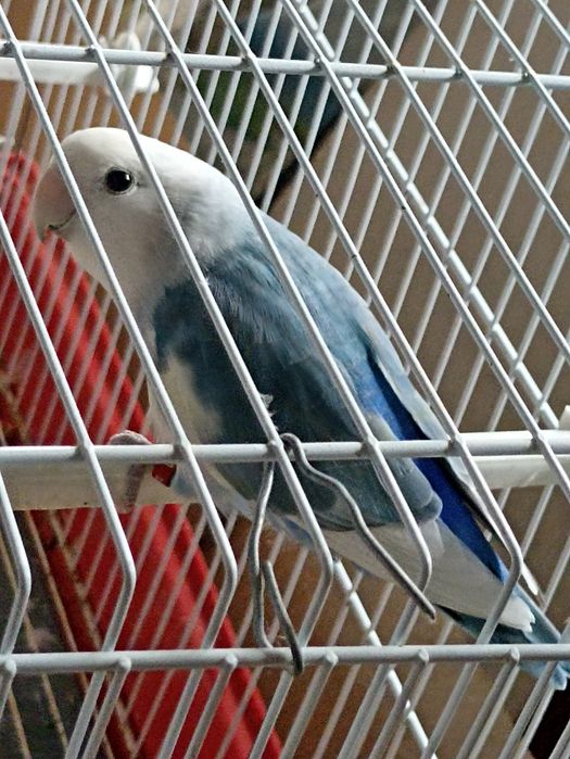 Agapone macho azul
