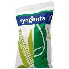 SY Pandoras Syngenta 2023 Nasiona kukurydzy