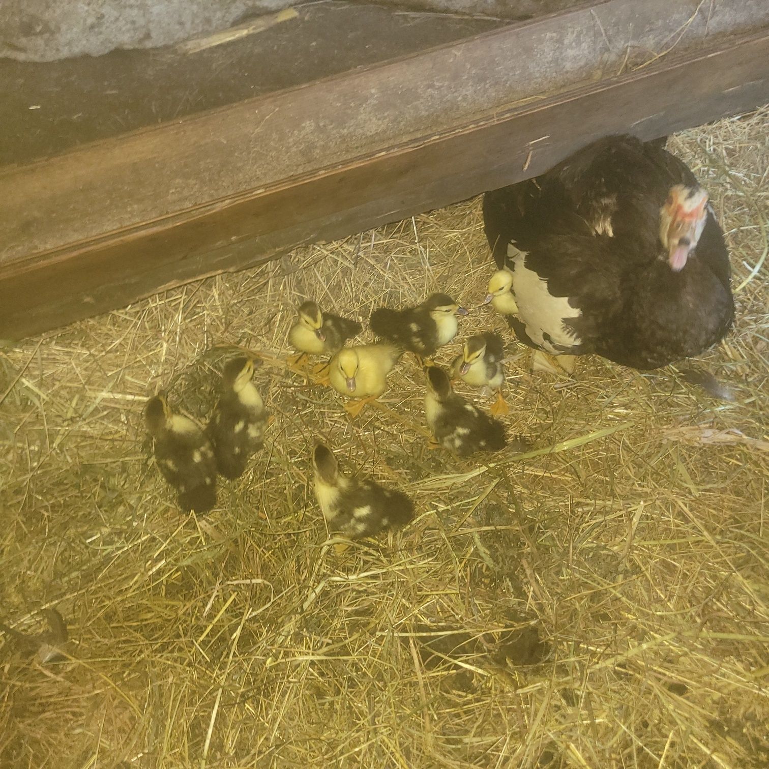 Vende se perus com um ano e patos  caseiros