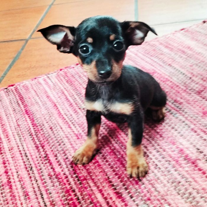 Pinscher fêmea belíssima