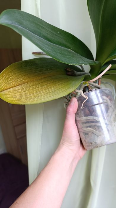 Орхідея Мікі Кроун. З квітоносом