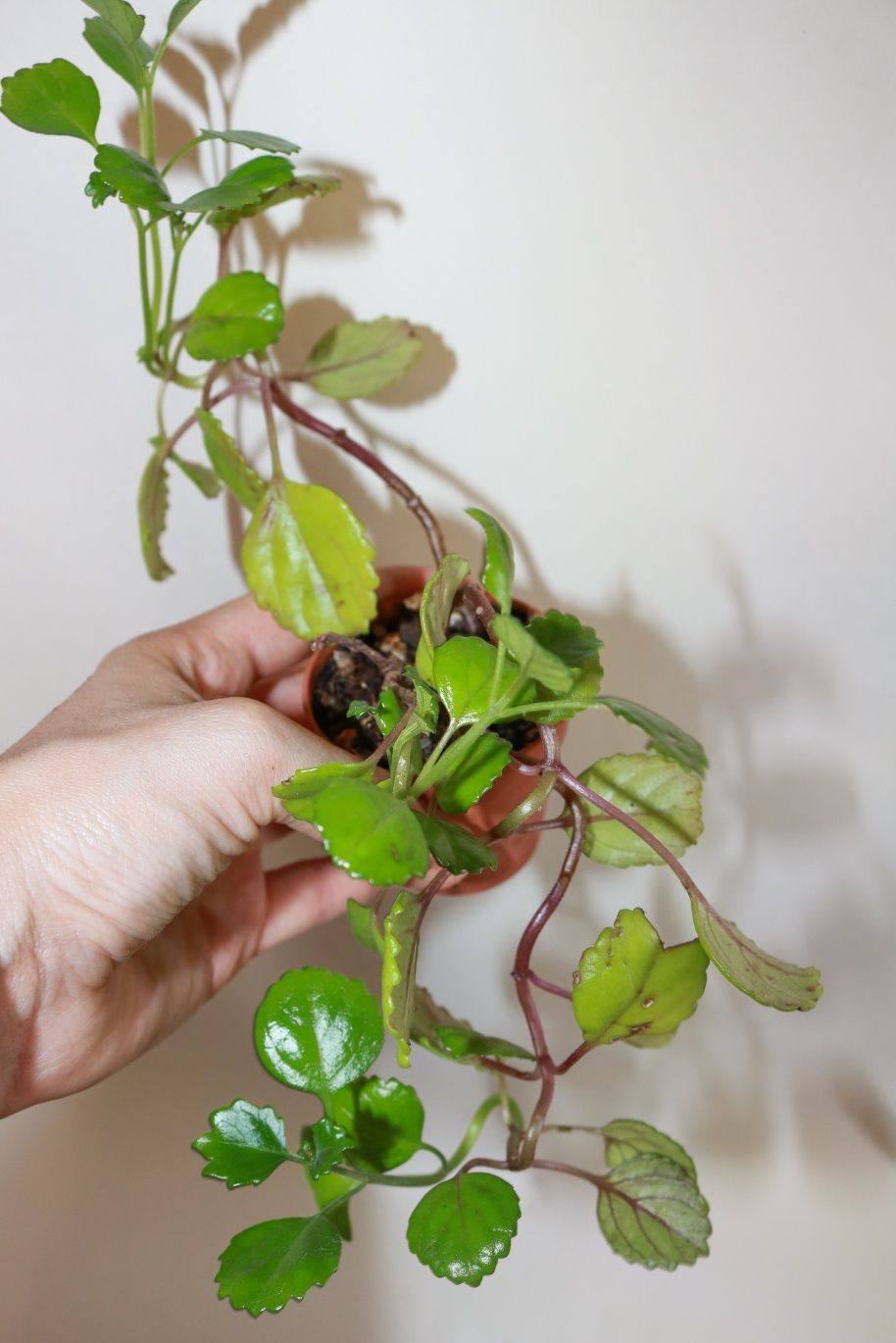 Vendo varias plantas e suculentas