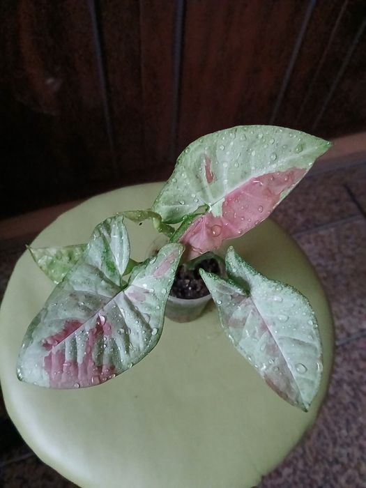 Продам сингониум, сциндапсус,синдениум.