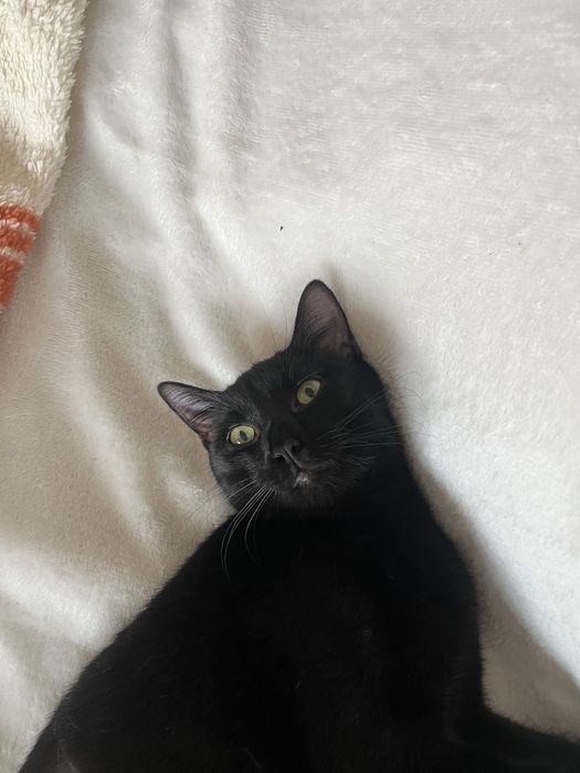 Adoção responsável Lucy