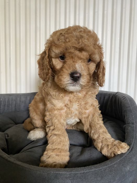 Cavapoo F1B Alex Cavapoo&Pudel miniaturowy