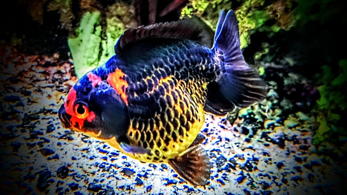 Goldfish ,,apache oranda,,  lwia glówka welonki welon welonka