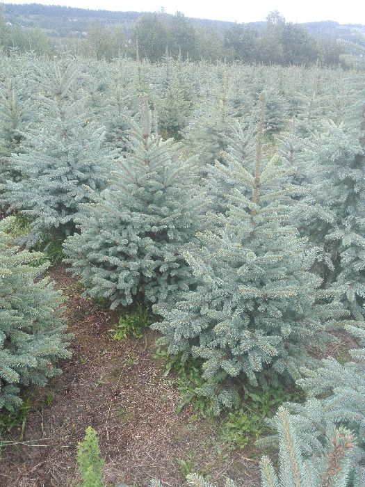 Świerk srebrny, jodłą kaukaska do 300 cm, żywopłot , sadzimy, dowozimy