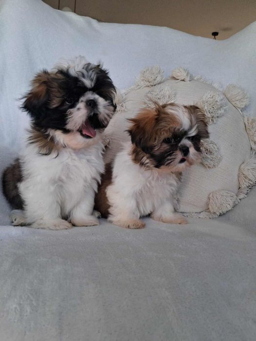 Piękny piesek rasy Shih Tzu