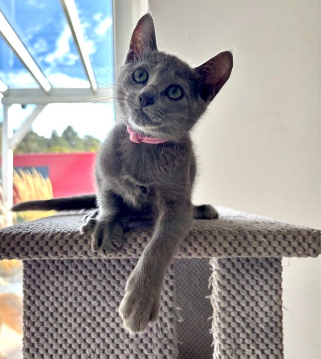 Kocięta rosyjskie niebieskie z rodowodem FPL - koteczka