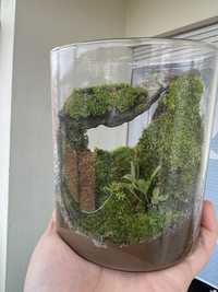Bonsai artesanal decor - Moss bonsai